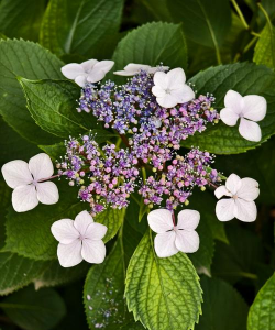绿色开粉色的花有哪些花 绿色开粉色的花有哪些花