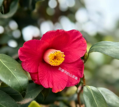 日本的有名的花有哪些花 日本的有名的花有哪些花