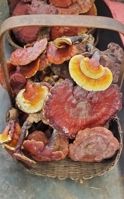 怎么野生种植灵芝 怎么野生种植灵芝