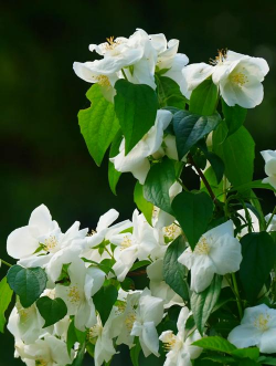 在山里春天的花有哪些花 在山里春天的花有哪些花