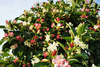 不断开放的花有哪些花 不断开放的花有哪些花