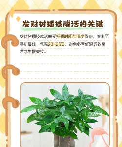 什么时间扦插金钱树最好 什么时间扦插金钱树最好