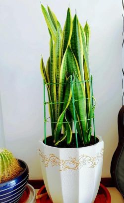 虎皮兰用什么擦叶片好 虎皮兰用什么擦叶片好