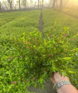 查满天星是什么植物 查满天星是什么植物