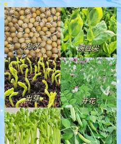 豌豆植物怎么种植 豌豆植物怎么种植