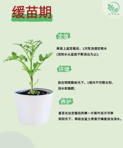 怎么种植盆栽 番茄 怎么种植盆栽 番茄