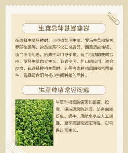 怎么土地种植生菜 怎么土地种植生菜