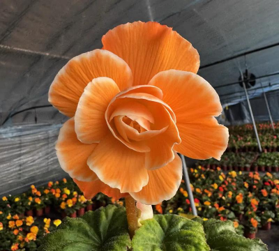 夫妻海棠花什么季节开花 夫妻海棠花什么季节开花