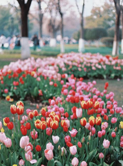 湖北春天开的花有哪些花 湖北春天开的花有哪些花