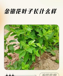 花市花的叶片为什么亮 花市花的叶片为什么亮