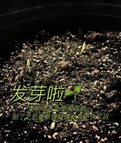 洋姜的怎么种植 洋姜的怎么种植