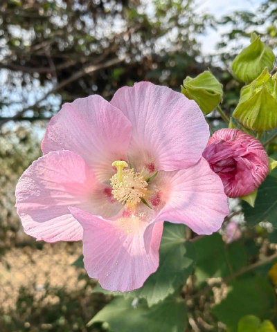 秋天什么花开花是香的 秋天什么花开花是香的