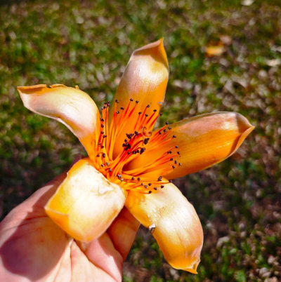 木棉花都有什么品种 木棉花都有什么品种