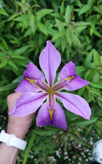 能代表冷漠的花有哪些花 能代表冷漠的花有哪些花