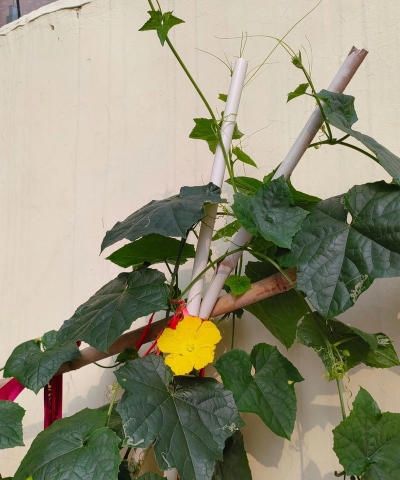 丝瓜花盆怎么种植 丝瓜花盆怎么种植