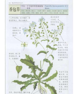 香包草怎么种植 香包草怎么种植