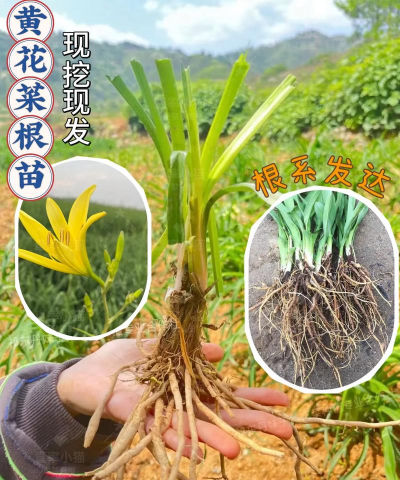 菜根怎么从新种植 菜根怎么从新种植