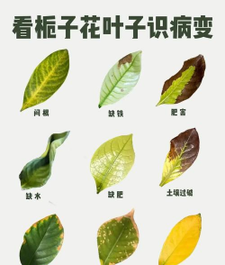植物叶子发黄多施什么肥 植物叶子发黄多施什么肥