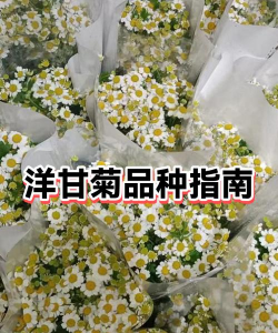 洋甘菊花期什么时候 洋甘菊花期什么时候