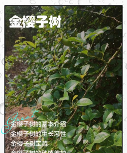 金樱子的树叫什么名字 金樱子的树叫什么名字