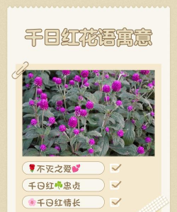 千日红代表什么 千日红代表什么