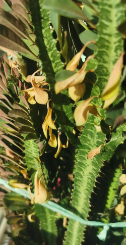 龙骨花落叶是什么原因 龙骨花落叶是什么原因