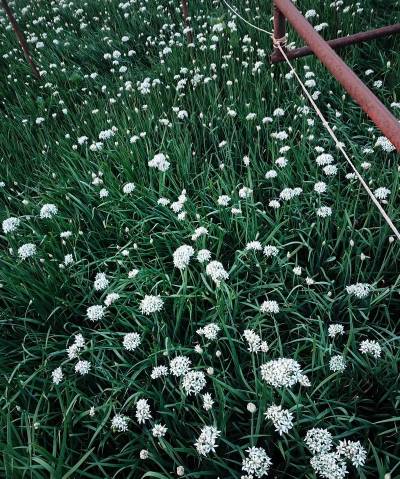 那个像韭菜的花是什么 那个像韭菜的花是什么