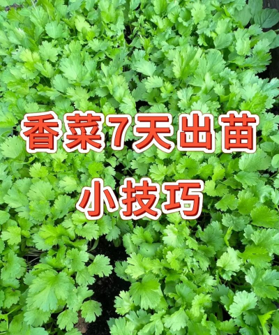怎么种植精品香菜 怎么种植精品香菜