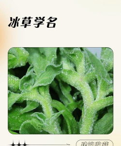 冰草 怎么种植 冰草 怎么种植