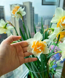 北窗台养的花有哪些花 北窗台养的花有哪些花