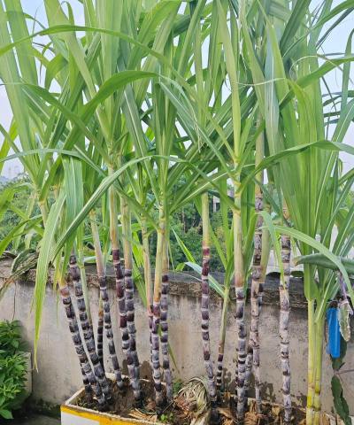 花盆怎么种植甘蔗 花盆怎么种植甘蔗