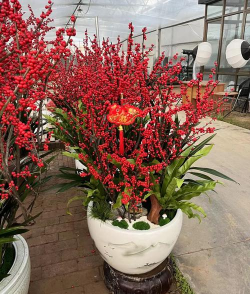 北方种的花类有哪些花 北方种的花类有哪些花