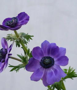 银莲花什么时候种最好 银莲花什么时候种最好