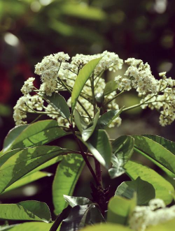 石楠是什么地方的市花 石楠是什么地方的市花