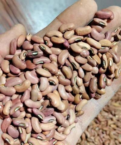 豆的种子长什么样 豆的种子长什么样