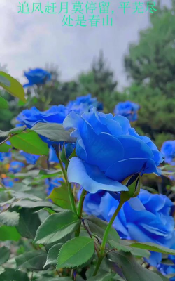 蓝色的花有哪些月季花 蓝色的花有哪些月季花