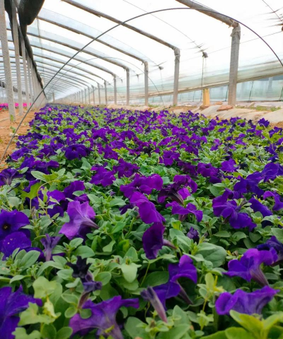 青州花卉基地在什么地方 青州花卉基地在什么地方