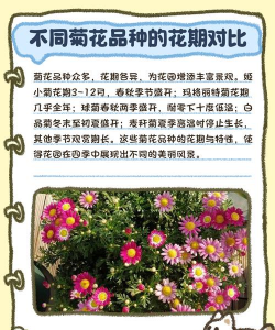 菊花什么时候开最漂亮 菊花什么时候开最漂亮