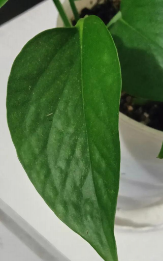 绿萝的叶片喷什么最好 绿萝的叶片喷什么最好