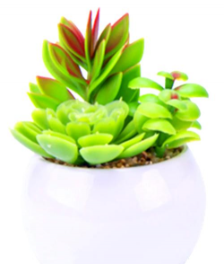 多肉适合在什么环境养 多肉适合在什么环境养