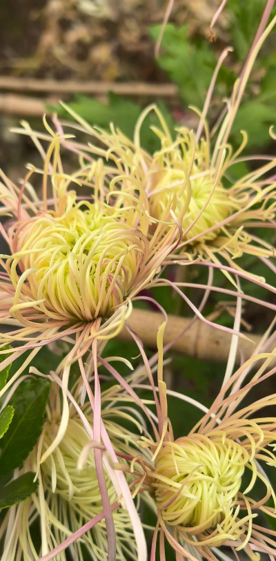 秋天会开的花有什么 秋天会开的花有什么