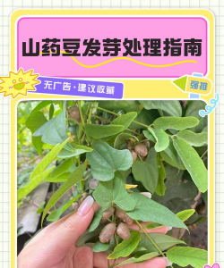 山药豆什么时候播种好 山药豆什么时候播种好