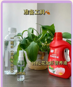 绿萝叶子黄了用什么肥 绿萝叶子黄了用什么肥