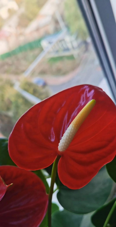 花烛是长什么样子的 花烛是长什么样子的