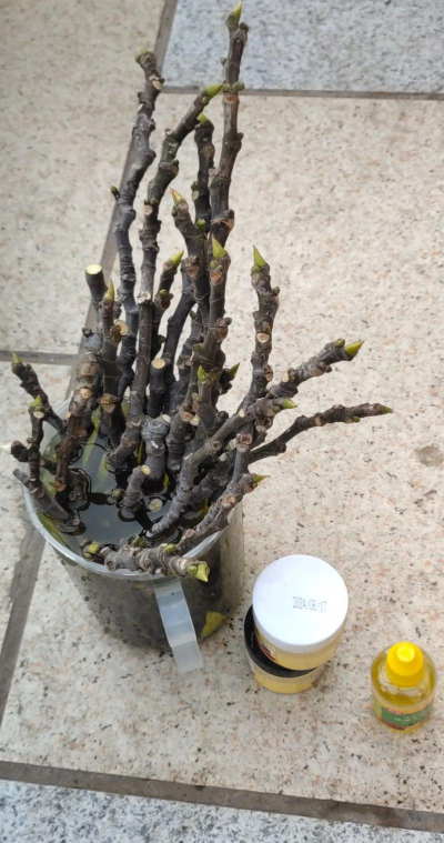 扦插无花果叶子为什么掉 扦插无花果叶子为什么掉