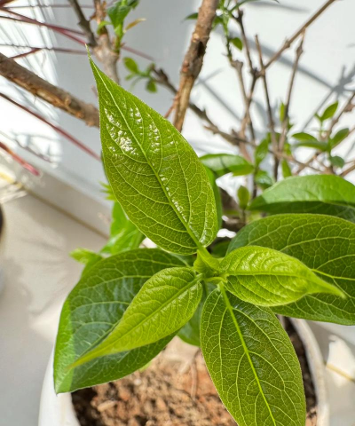 梅花的叶片是什么样子 梅花的叶片是什么样子