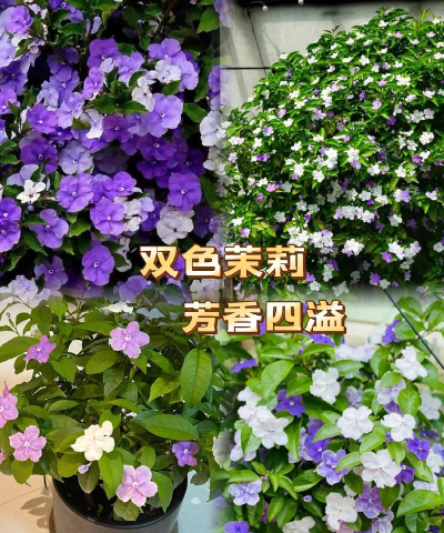 什么时候插双色茉莉 什么时候插双色茉莉