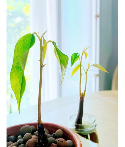 自己怎么种植榴莲 自己怎么种植榴莲