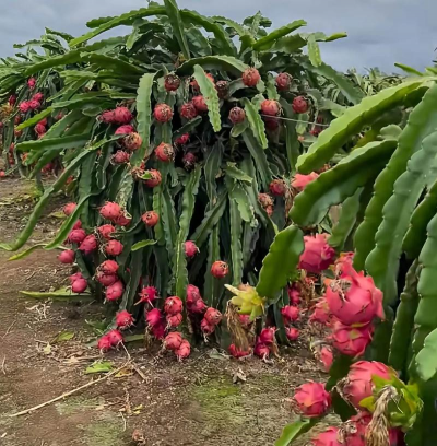 火龙 果长的什么样 火龙 果长的什么样