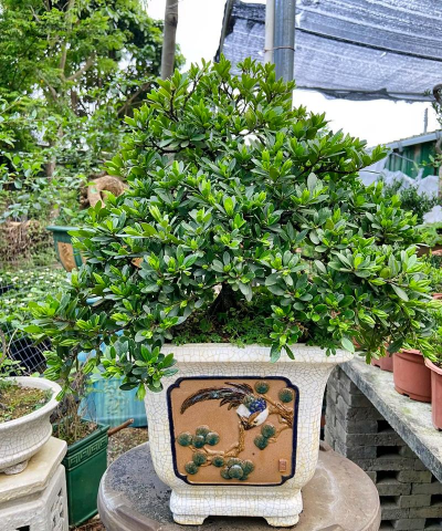 调土地酸碱度用什么 调土地酸碱度用什么